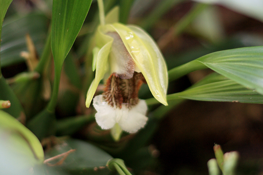 Целогина прекрасная (Coelogyne speciosa) - стеснительная красотка с острова Борнео. Berlin-Dahlem Botanical Garden.