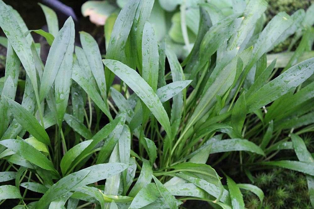 Представительница Индии - криптокорина спиральная (Cryptocoryne spiralis).