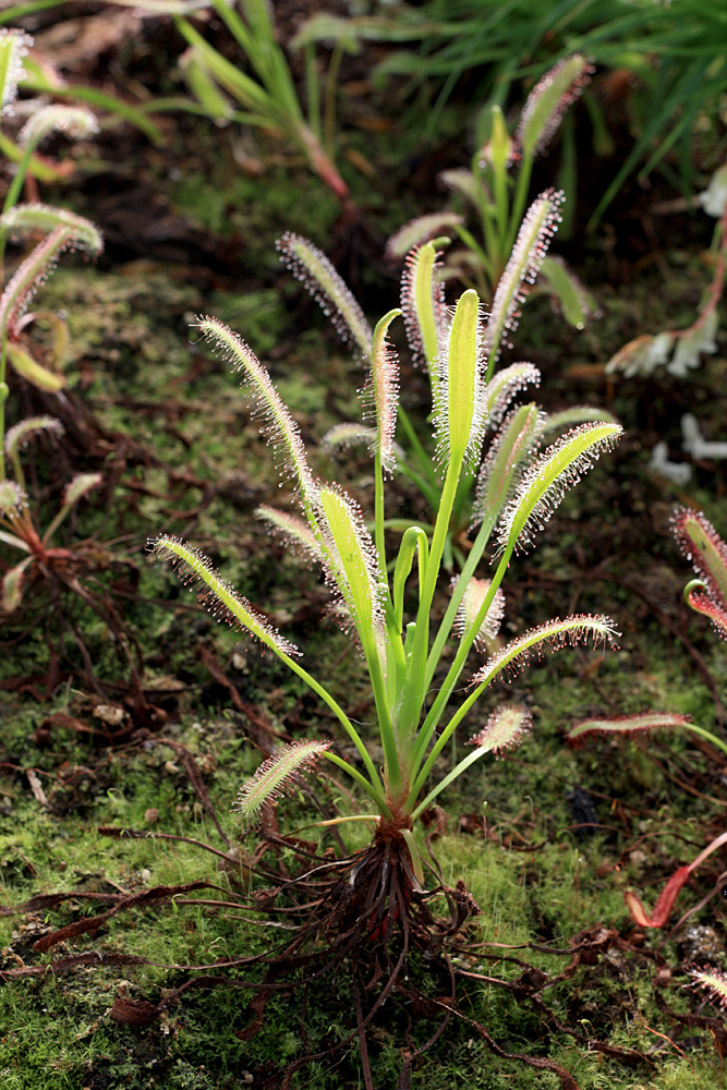 Росянка капская (Drosera capensis) из Южной Африки. Ботанический сад Берлина. Поверхность листьев росянки покрыта волосиками, которые выделяют липкую слизь для поимки насекомых.