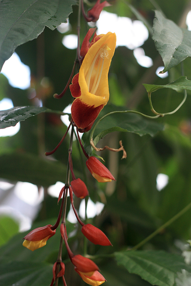 Тунбергия мизоренская (Thunbergia mysorensis) - лиана с удивительно красивыми красно-желтыми соцветиями. Видовой эпитет растения обязан названию города Mysore в индийском штате Карнатака.