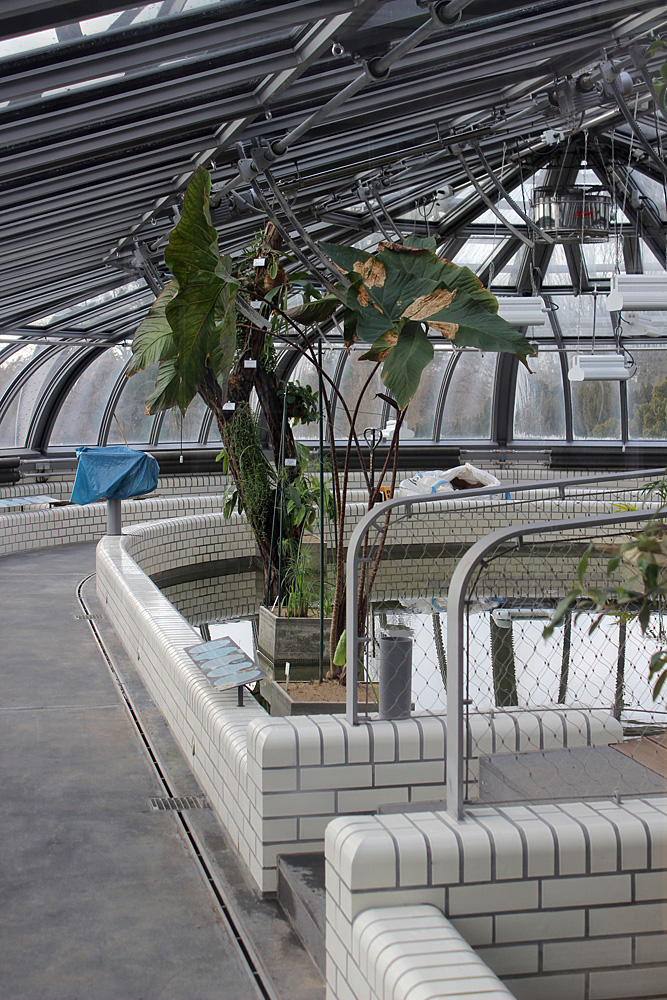Бассейн, предназначенный для содержания виктории (Victoria amazonica), находится в состоянии реконструкции. Через стеклянные двери тут можно увидеть циртосперму Джонстона (Cyrtosperma johnstonii).