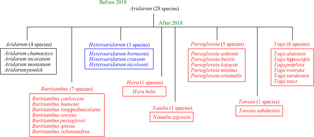 Диаграмма распада рода Аридарум (Aridarum). После 2018 года в составе рода осталось лишь 4 вида, а другие растения были перенесены в другие таксоны. В частности, было образовано 6 новых родов (выделено красным цветом), а также утвержден валидный статус роду Heteroaridarum (выделено синим цветом).