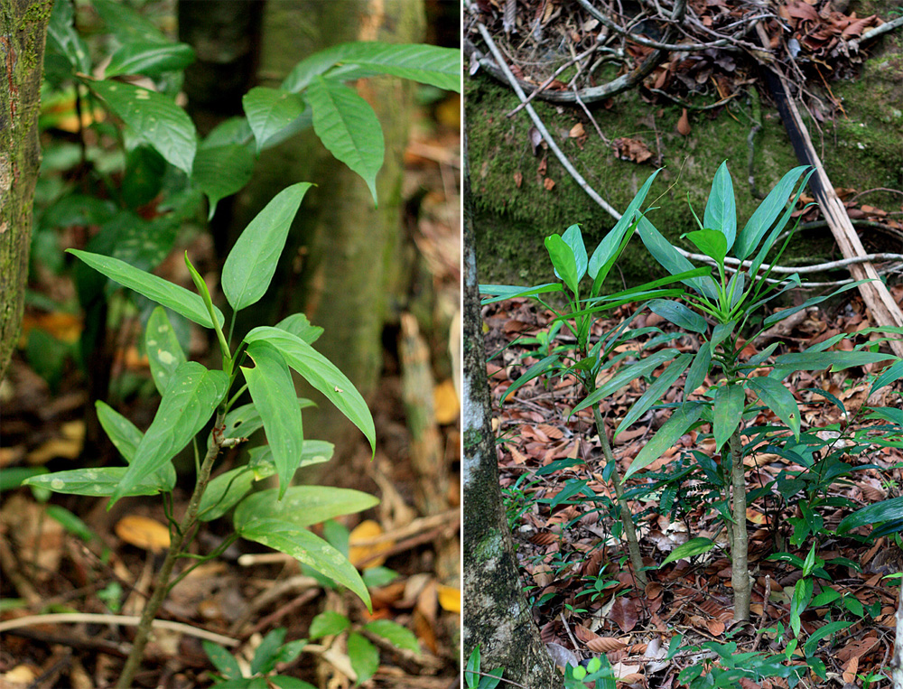 Аглаонема простая (Aglaonema simplex). В соответствии с названием это растение не сложно содержать в домашней культуре. Может быть использовано как для содержания в палюдариуме, так и на подоконнике в обычном комнатном воздухе.