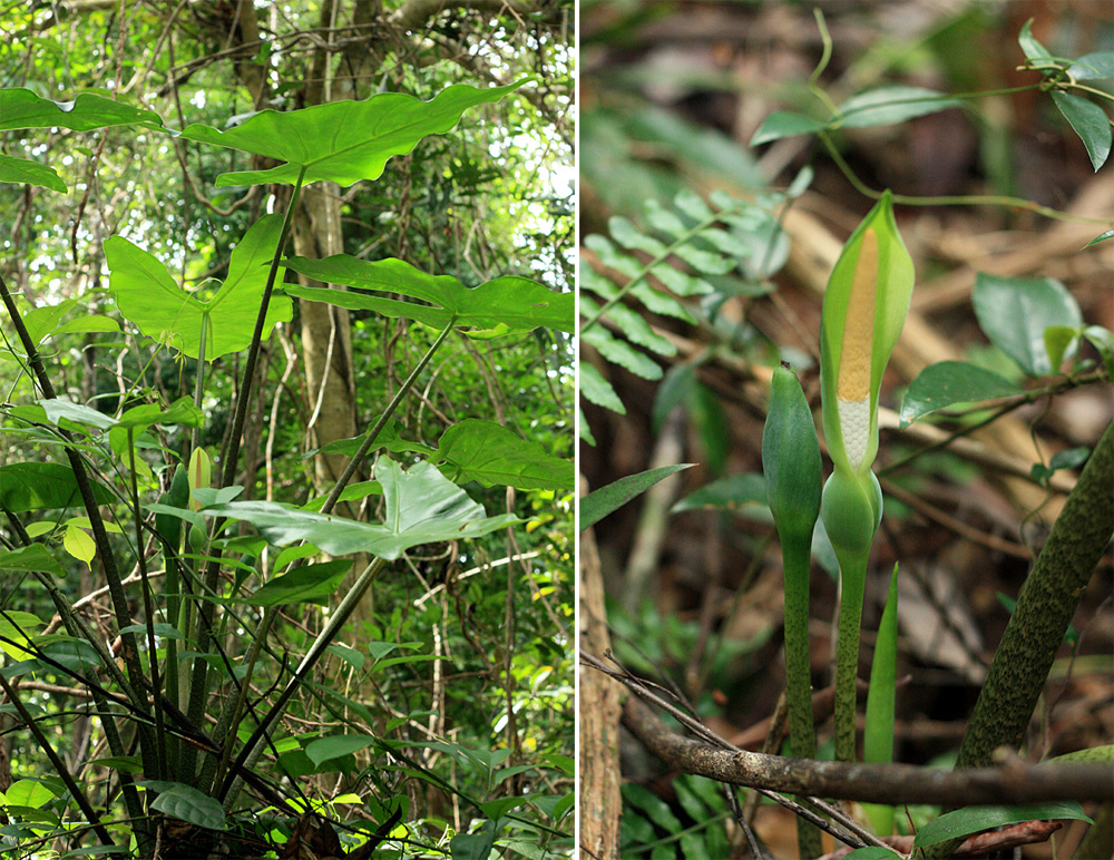 Flowering Alocasia logiloba in wild in Phu Quoc Island. Photo: D. Loginov