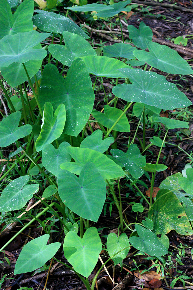 Colocasia esculenta. Introduced plants of taro near an abandoned house. Photo: D. Loginov