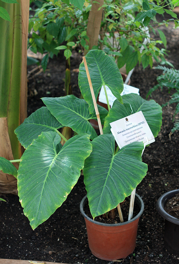 Алоказия крупнокорневищная (Alocasia macrorrhiza). Стебли этого растения можно употреблять в пищу.