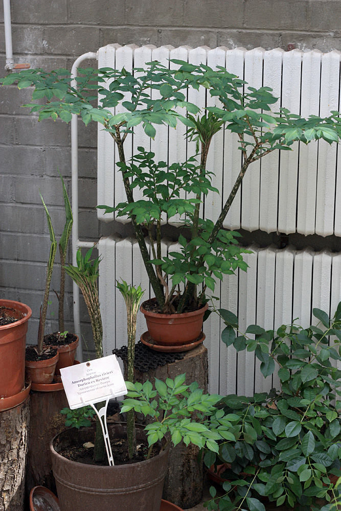 Аморфофаллус коньяк (Amorphophallus konjac) - самый популярный в комнатном цветоводстве вид этих растений. Аморфофаллусы имеют период покоя, после которого клубень просыпаясь выпускает либо один перистый лист, либо крупное красно-бордовое соцветие.
