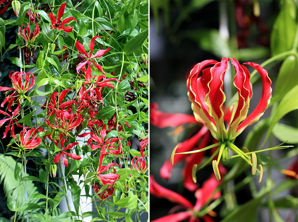 Огненная лилия - Глориоза роскошная (Gloriosa superba). Соцветия действительно напоминают разожженый костер. Распространено в тропических регионах Африки, Азии и Австралии. Используется в качестве лекарственного растения в терапии целого спектра различных заболеваний.