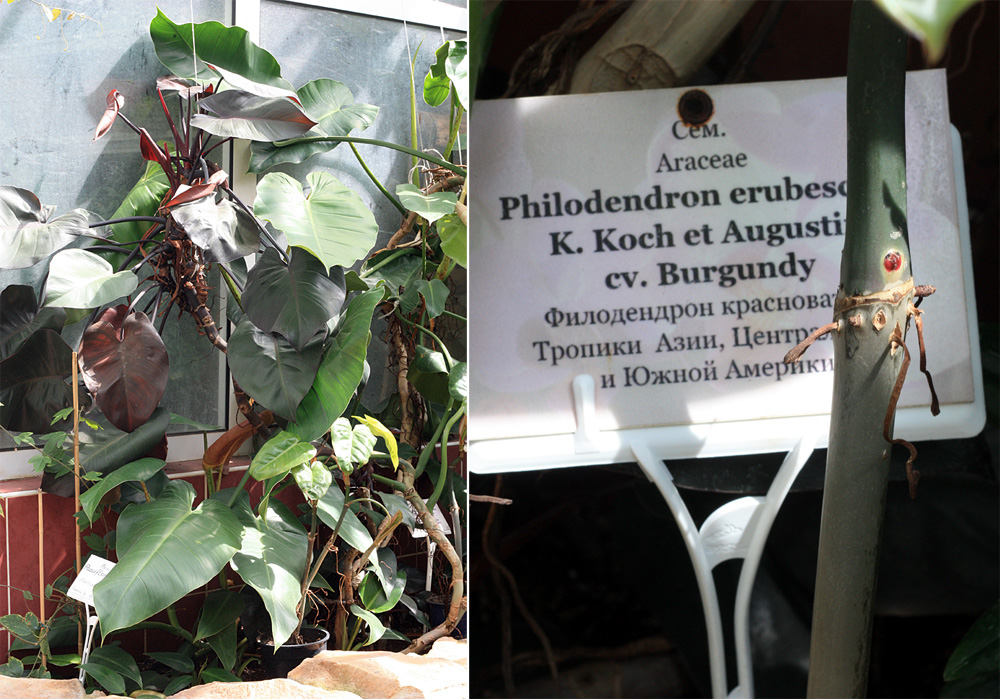 Филодендрон красноватый (Philodendron erubescens). Строго говоря, все филодентроны происходят из джунглей Нового Света, однако благодаря своим декоративным качествам они выращиваются по всему миру, где живут люди.