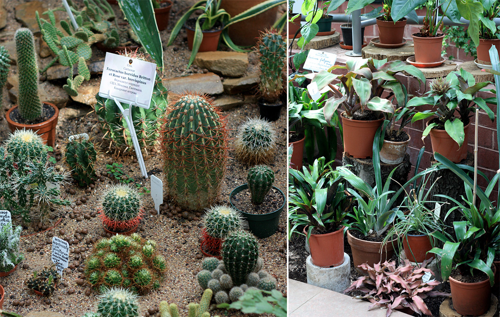Суккуленты и Бромелиевые (Bromeliaceae) в ассортименте экспозиционной оранжереи Центрального ботанического сада НАН Беларуси.