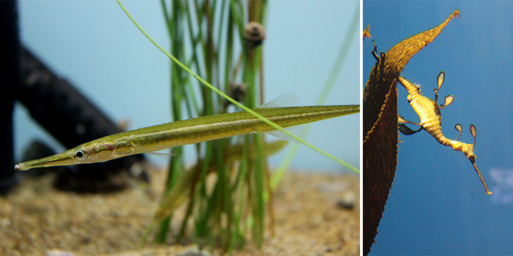 Иголка (Aulichthys japonicus) достигает в длинну 12.5 см. Справа - морской дракончик.