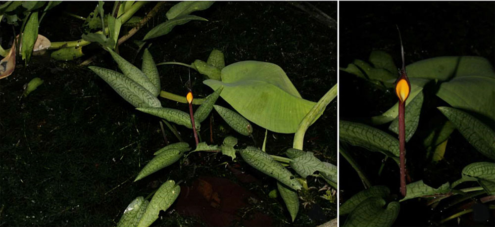 Криптокорина Джошана (Cryptocoryne joshanii) в джунглях своего родного острова Басилан. После этого открытия число видов филиппинских криптокорин достигло шести.