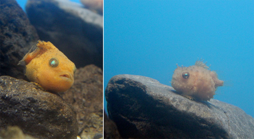 Круглоперы (Eumicrotremus pacificus). Sendai Uminomori Aquarium