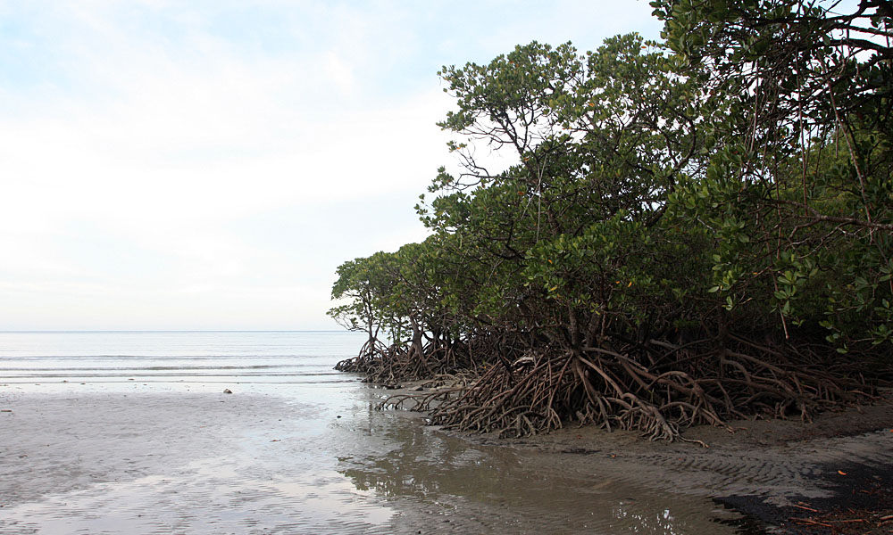 Вид на береговую линию мыса несчастий (Cape Tribulation). Где-то в далеке под водой расположен злополучный риф, с момента столкновения с которым экспедицию Джеймса Кука стали преследовать неудачи. В настоящее время риф носит название корабля англичан "Индевор".