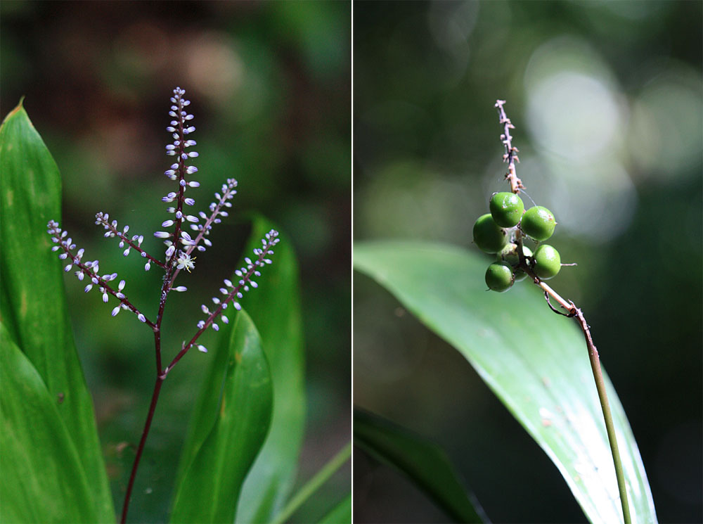 Соцветие и плоды кордилины прямой (Cordyline stricta). Внешне это растение напоминает аглаонемы, но лишь соцветие выдает в нем представителя семейства Спаржевые (Asparagaceae).