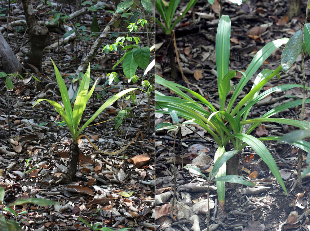 Кринум цветоносный (Crinum pedunculatum) обитает непосредственно на затопляемых участках мангровых лесов. Встречается в Австралии, Папуа-Новой Гвинее и еще некоторых островах Тихого Океана.
