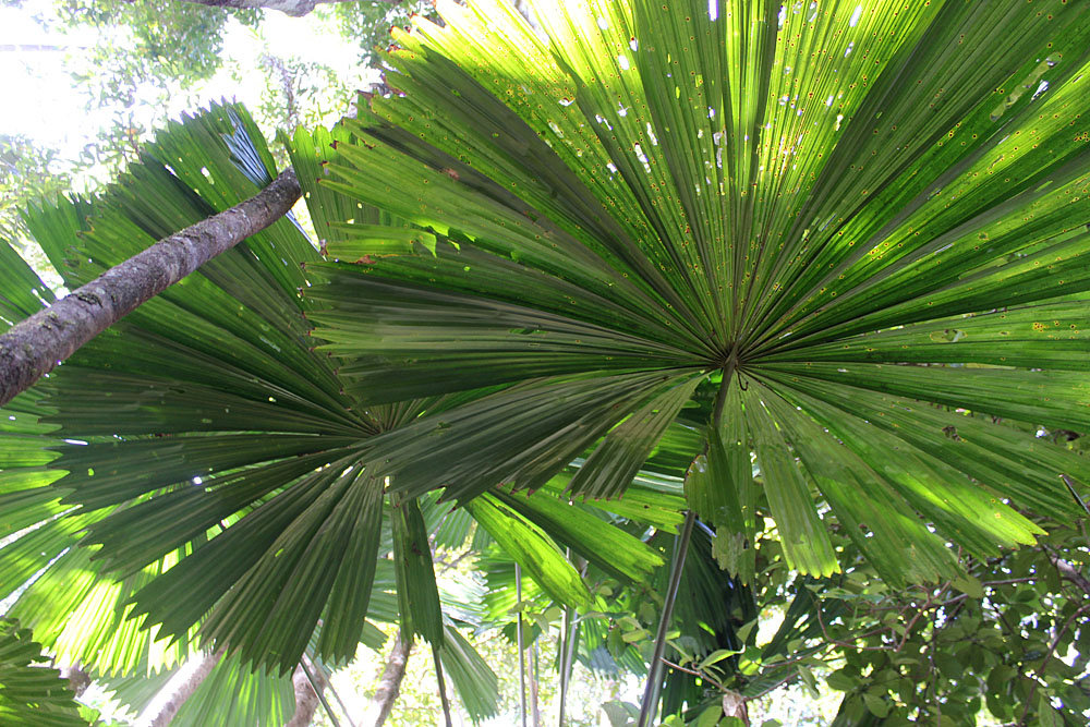 Ликуала (Licuala ramsayi). Daintree National Park.