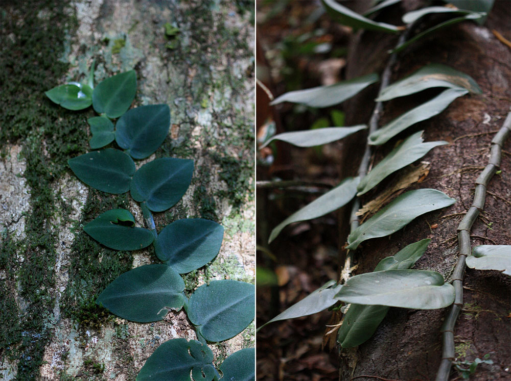 Rhaphidophora hayi является более перспективным видом рафидофор для содержания в террариуме из-за своих небольших размеров. Помимо Австралии это растение также можно встретить в лесах Папуа-Новой Гвинеи.