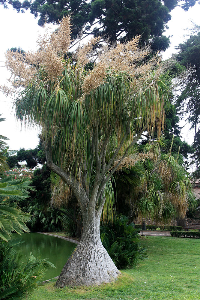 Бокарнея отогнутая (Beaucarnea recurvata)