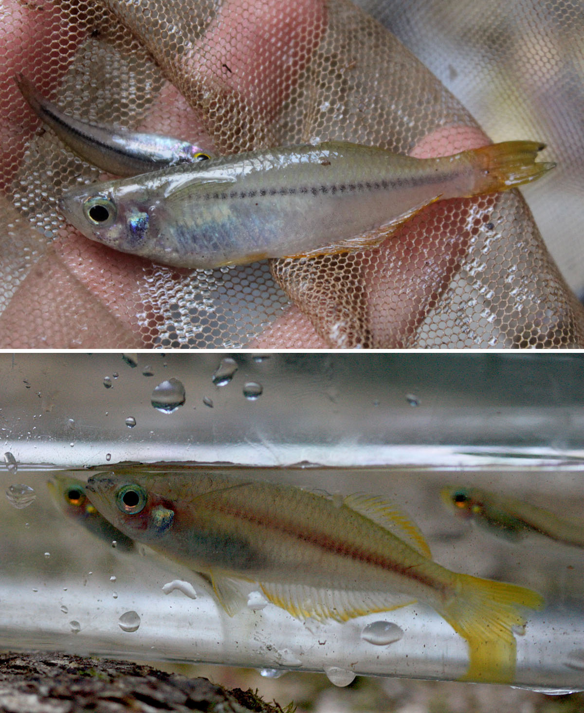 Радужница Cairnsichthys rhombosomoides. О попытках разведения этой рыбки писал Ганс-Герберт Бек (в переводе А. Григорова) на сайте российского издания "Амазонка" в 2011 году.