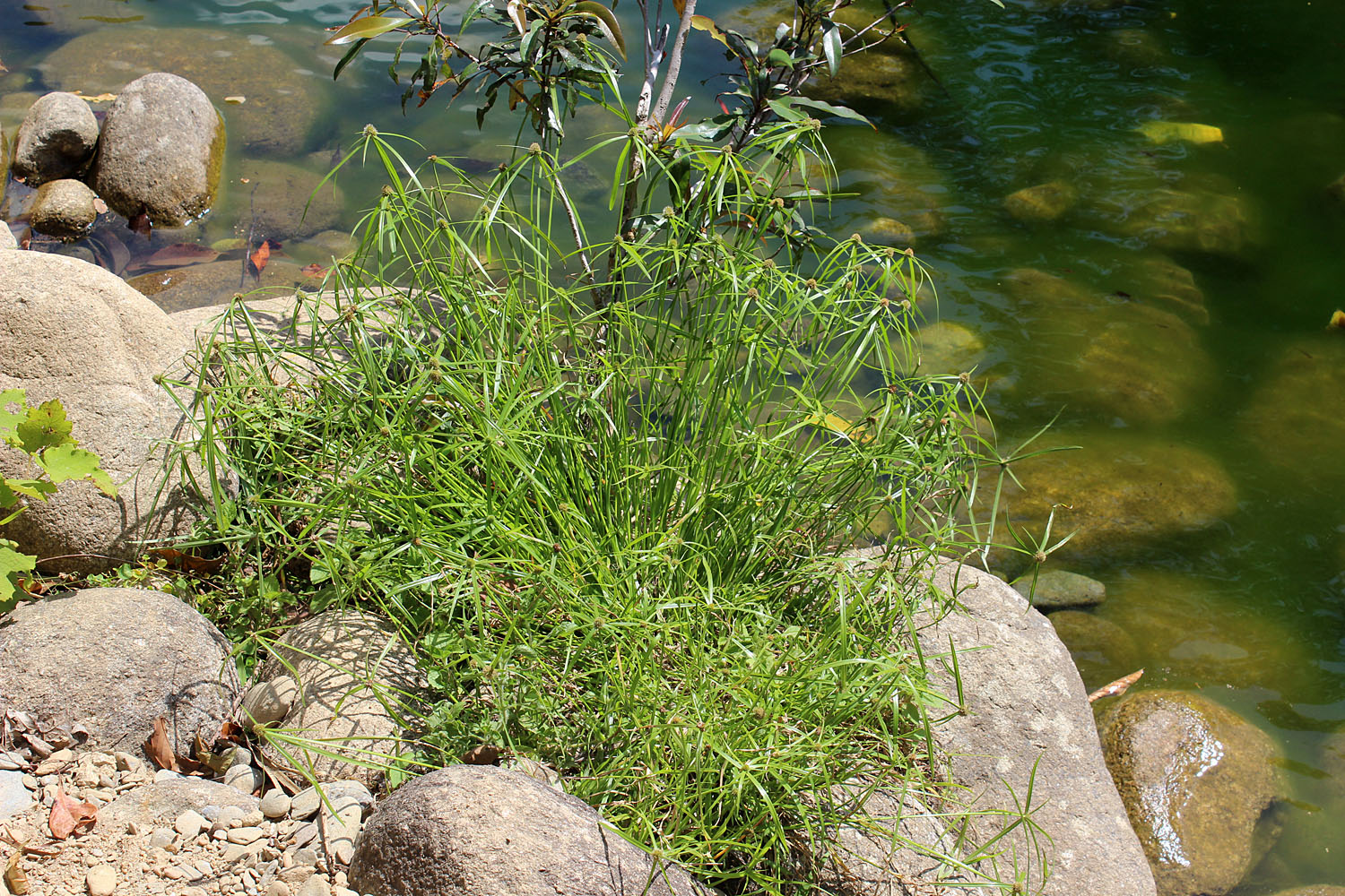 Циперус (Cyperus pedunculatus) скорее всего был высажен здесь человеком при оформлении парка, но тем не менее смотрится он очень гармонично. Babinda Boulders, Queensland.