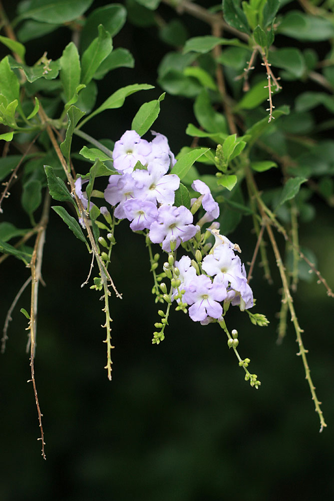 Дуранта прямостоячая (Duranta erecta). Jardim Botanico Tropical, Lisboa.