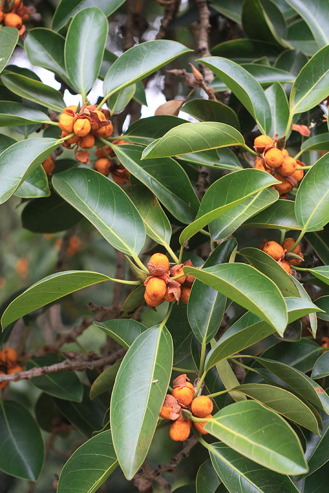 Фикус высочайший (Ficus altissima). Botanico Tropical, Lisboa.