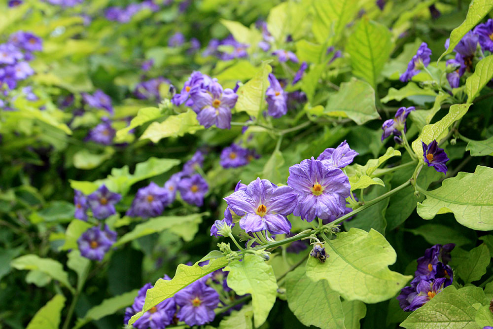 Паслен Рантоннетта (Lycianthes rantonnetii). Jardim Botanico Tropical, Lisboa.