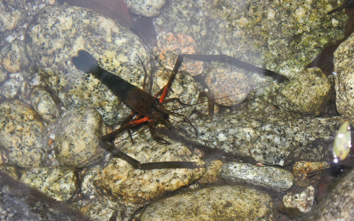 Креветки Макробрахиумы (Macrobrachium sp.) во всей красе!
