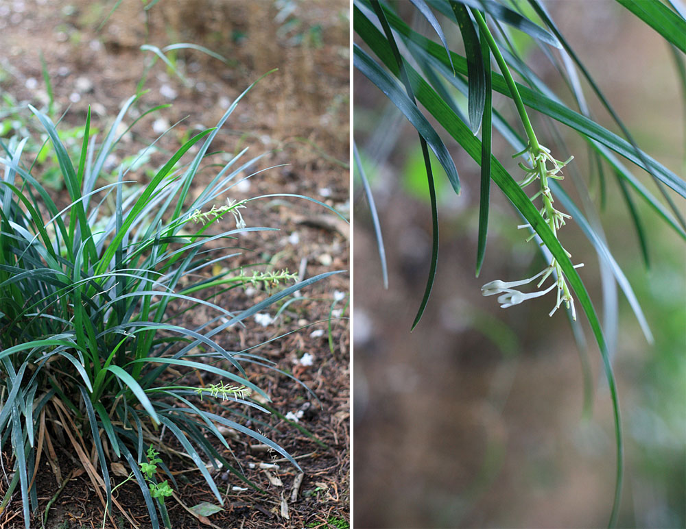 Офиопогон Ябуран (Ophiopogon jaburan). Jardim Botanico Tropical, Lisboa.