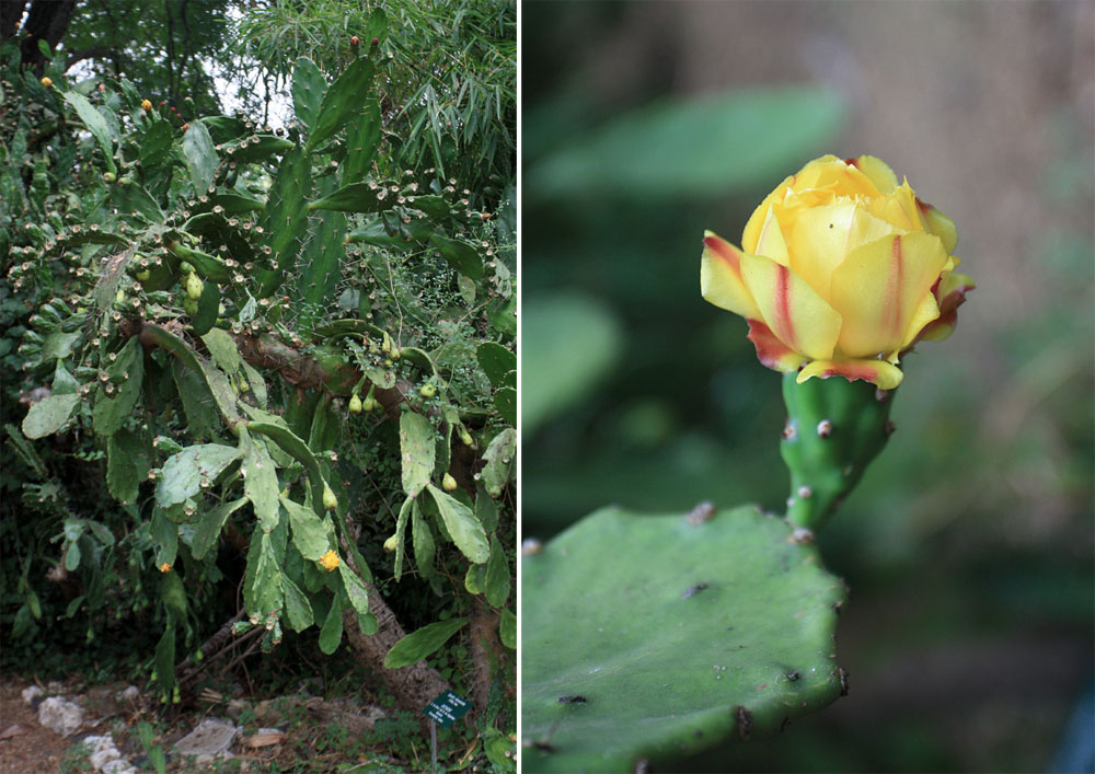 Опунция одноколючковая (Opuntia monacantha). Botanico Tropical, Lisboa.
