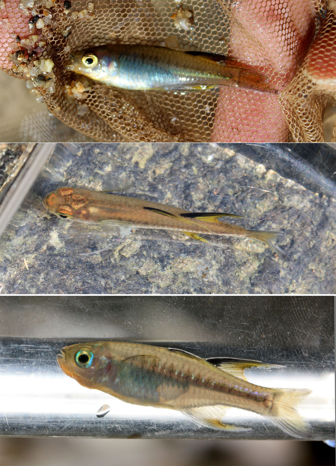 Взрослый самец псевдомугил сигнифер (Pseudomugil signifer), выловленный в Babinda Boulders.