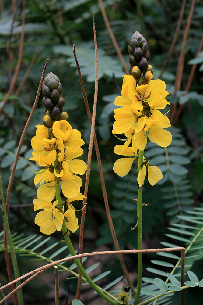 Сенна крылатая (Senna alata). Jardim Botanico Tropical, Lisboa.