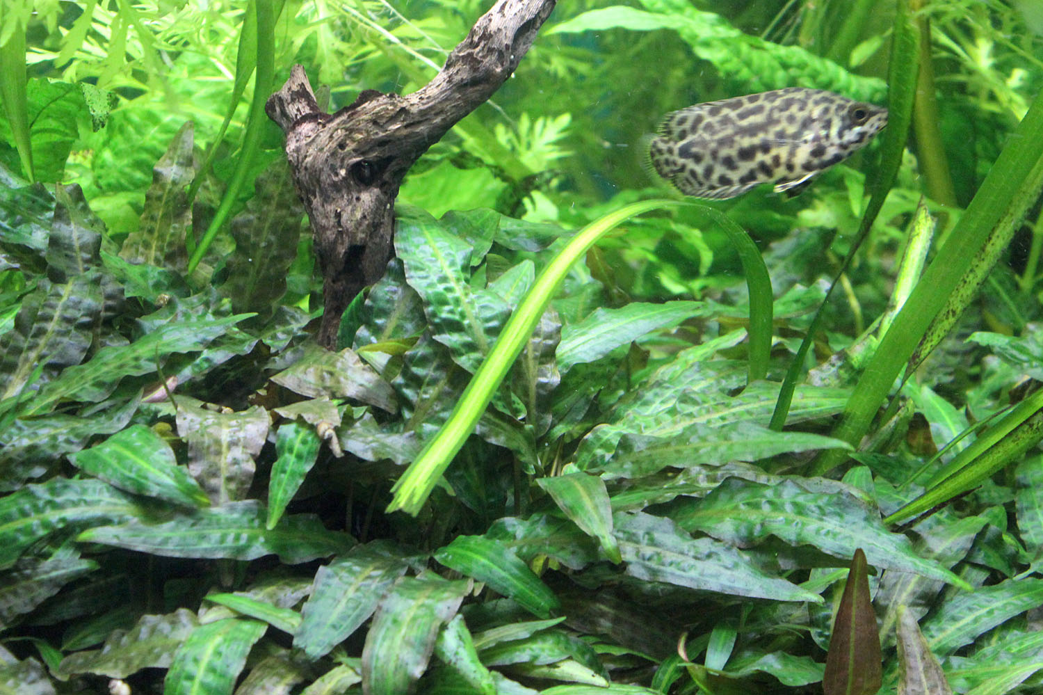 Ктенопома леопардовая (Ctenopoma acutirostre) среди зарослей криптокорины родственной (Cryptocoryne affinis).