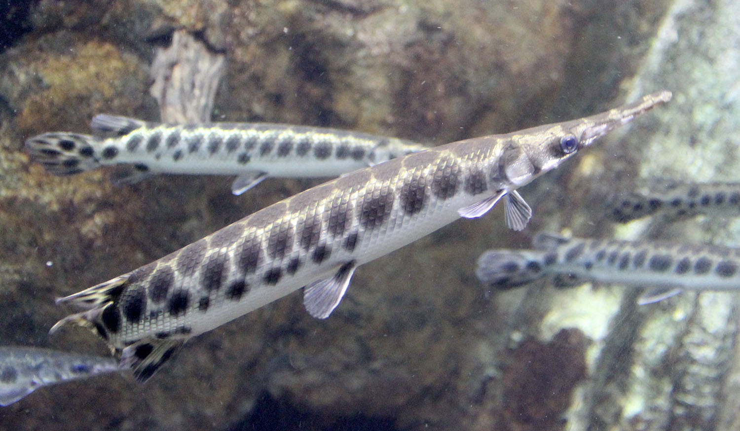 Северо-американские пятнистые панцирные щуки (Lepisosteus oculatus) по поведению мало отличаются от привычных нам "европейцев". Также зависают неподвижно в толще воды.