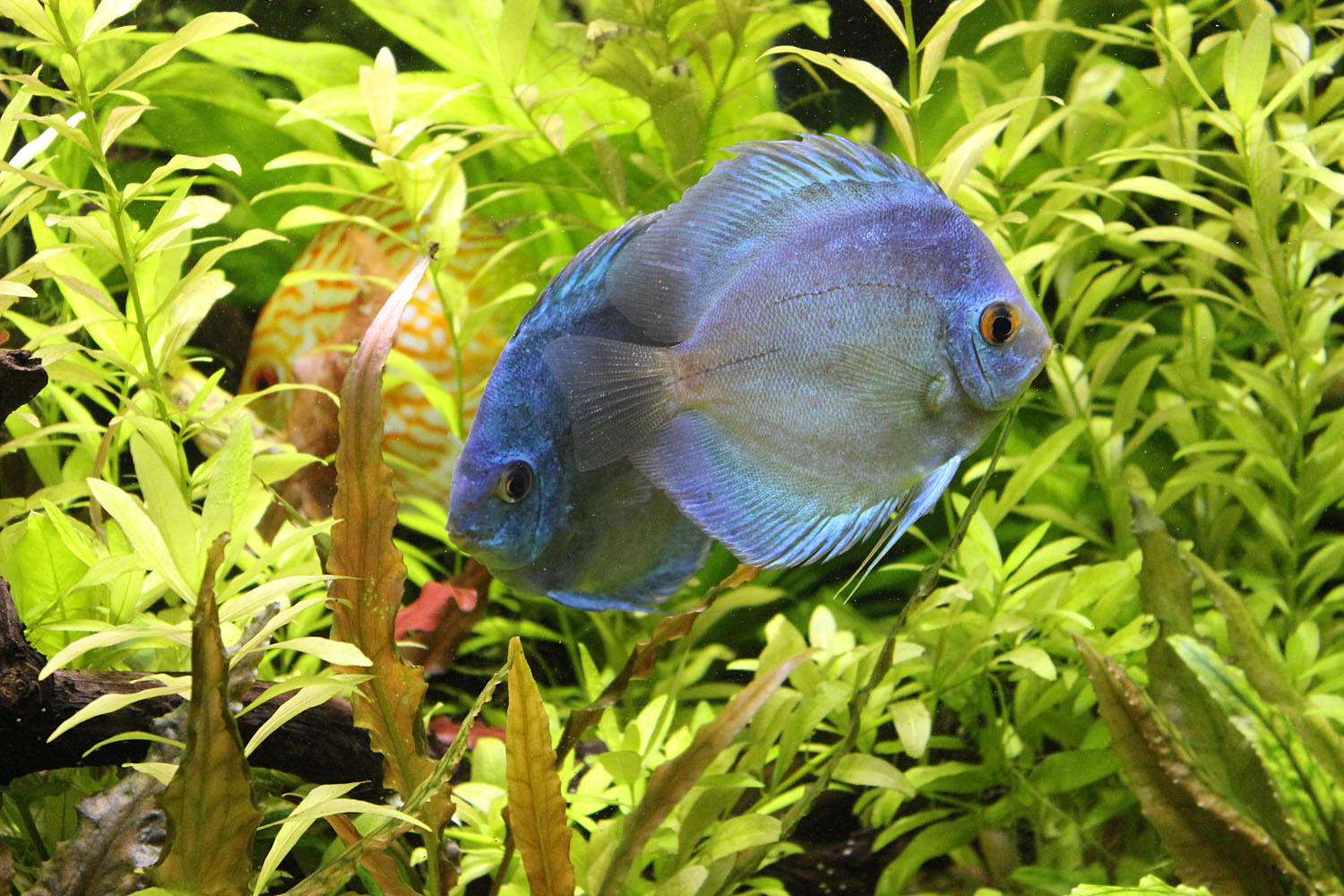 Дискусы (Symphysodon sp.) словно пятна акварели на холсте растительного аквариума.