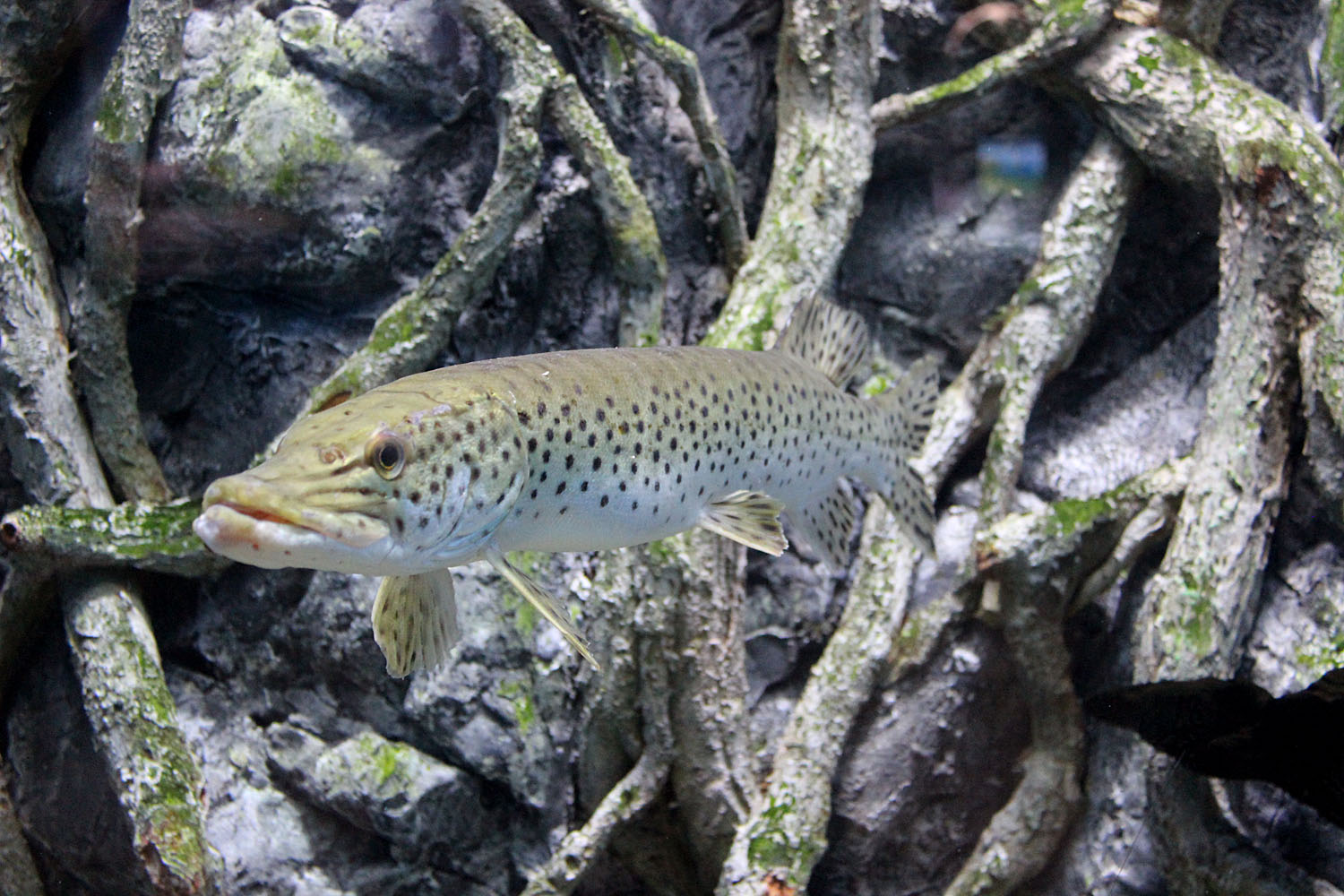 Амурская щука (Esox reicherti) своей окраской напоминает радужную форель. Отличается от обыкновенной щуки более мелкой чешуей.