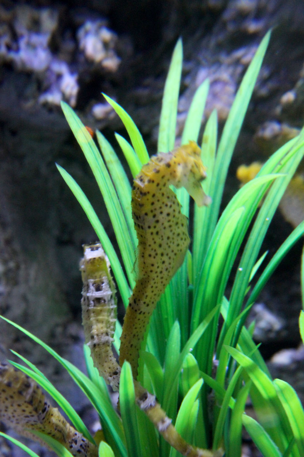 Морские коньки (Hippocampus sp.) в Приморском океанариуме. Остров Русский (Владивосток).