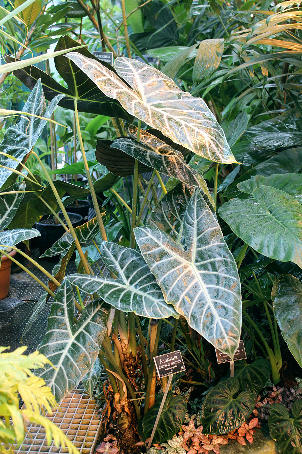 Алоказия длиннолопастная (Alocasia longiloba) набрала бутоны, которые в ближайщее время должны раскрыться. Однако, как и цветение множества других представителей семейства Ароидные (Araceae), соцветия алоказии не представляют собой какого-то особого зрелища.