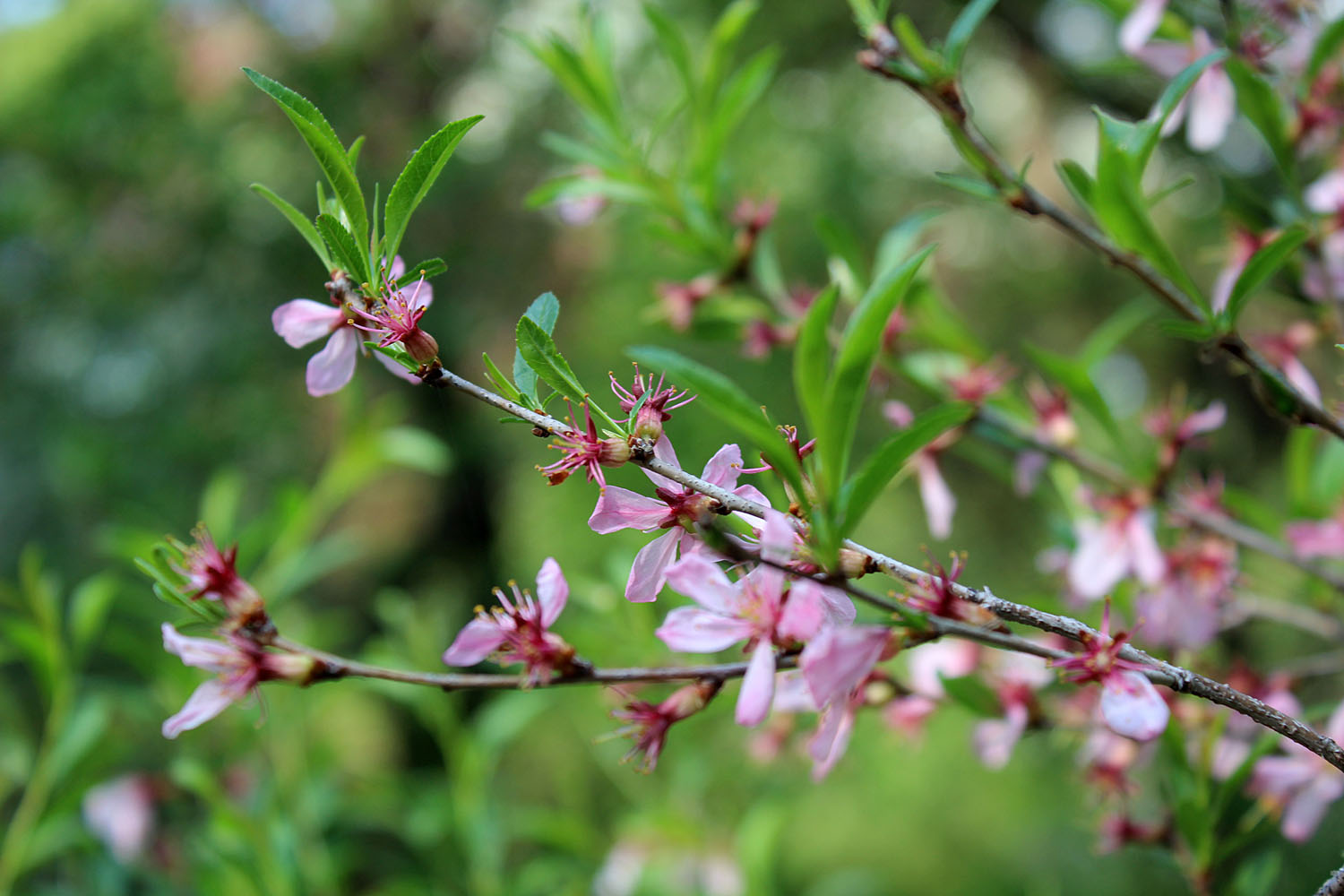 Миндаль степной (Prunus tenella, синоним Amygdalus nana). Соцветия типичны для рода Слива (Prunus).