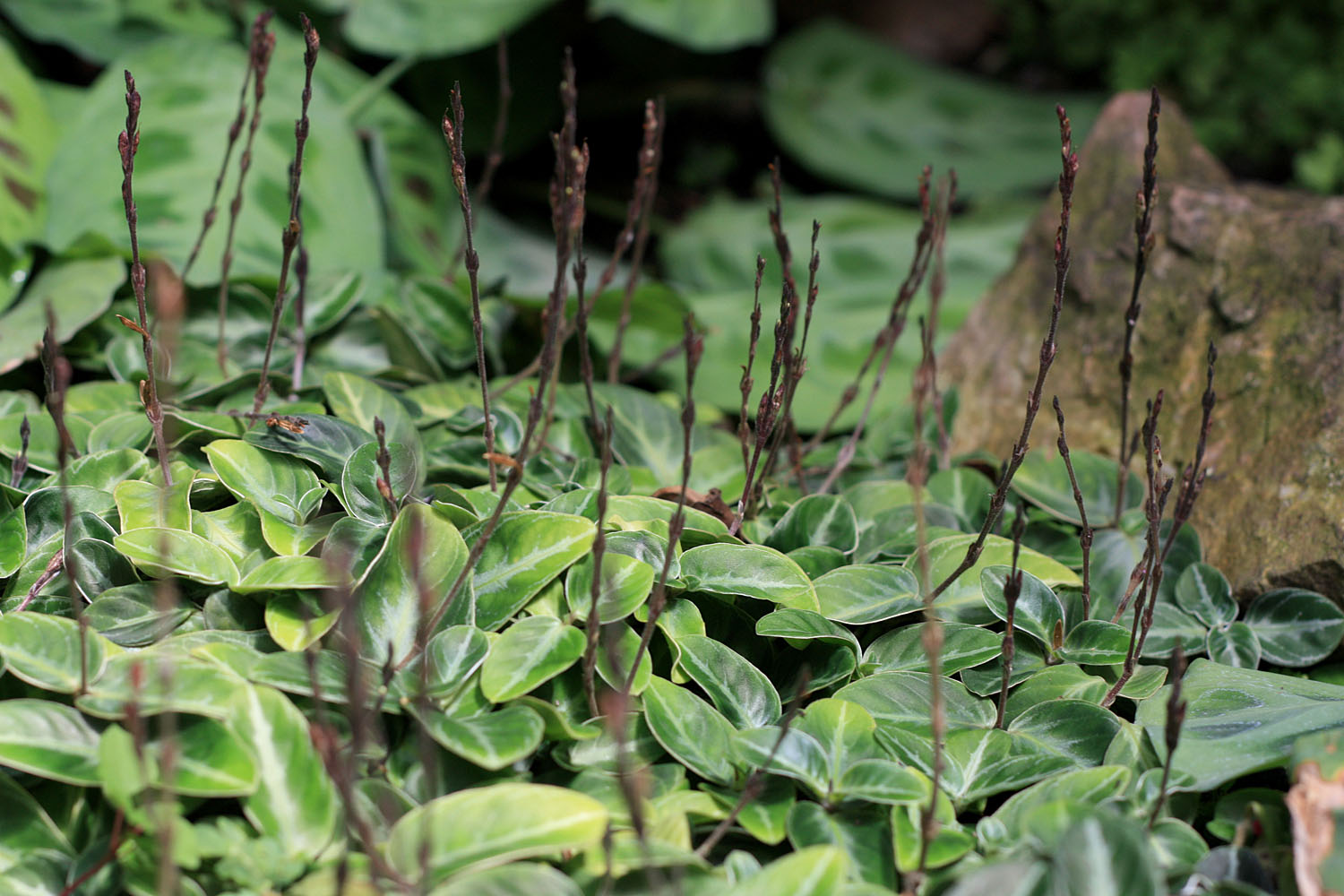 Хамерантемум Бейриха (Chamaeranthemum beyrichii). The Botanical Garden of the Science Faculty of Prague’s Charles University.