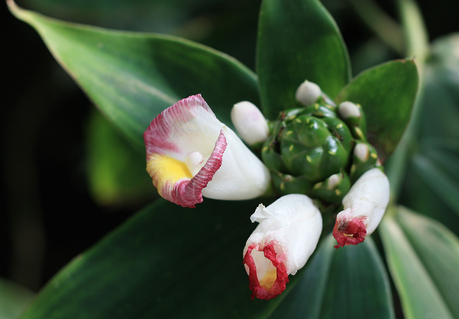 Костусы (Costus afer) как и родственные им Имбирные являются украшением нижнего яруса тропического леса.
