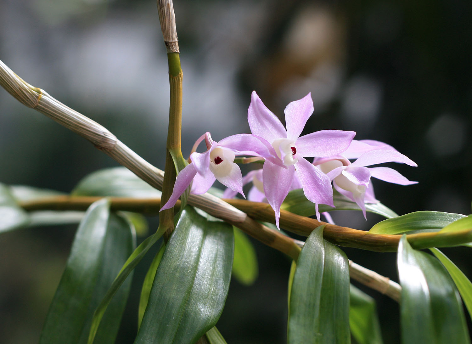 Дендробиумы в ассортименте - Дендробиум толстогубый (Dendrobium hercoglossum). Ботанический сад Карлова университета, Прага.