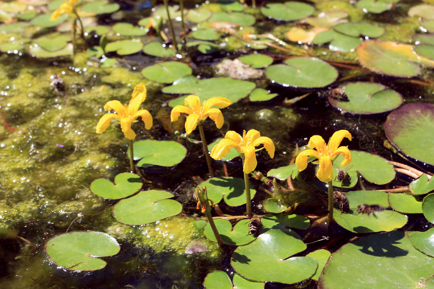 А вот Болотноцветник щитолистный (Nymphoides peltata), пока есть вода, чувствует себя хорошо и постоянно цветет.
