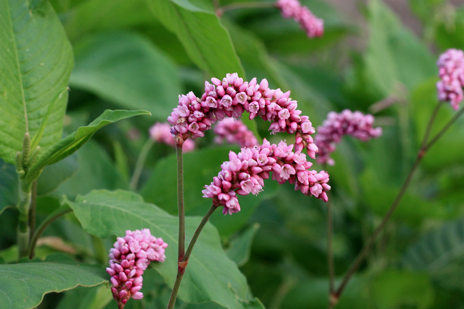 Горец восточный (Persicaria orientalis, синоним - Polygonum orientale). Впервые описан был еще Карлом Линнем в 1753 году. В Тайюне растение образует плотные заросли на открытых участках илистой почвы.