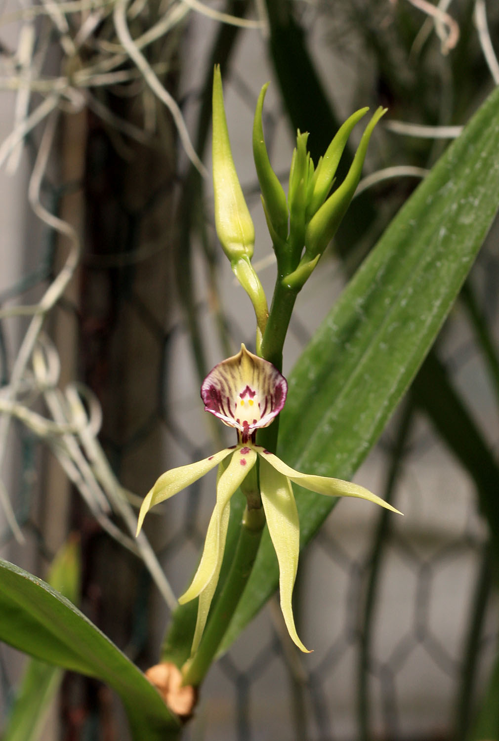 Простехея раковинообразная (Prosthechea cochleata). В природе обитает в Центральной Америке. Этот вид подвержен самоопылению, поэтому возможно завязывание плодовбез участия человека.