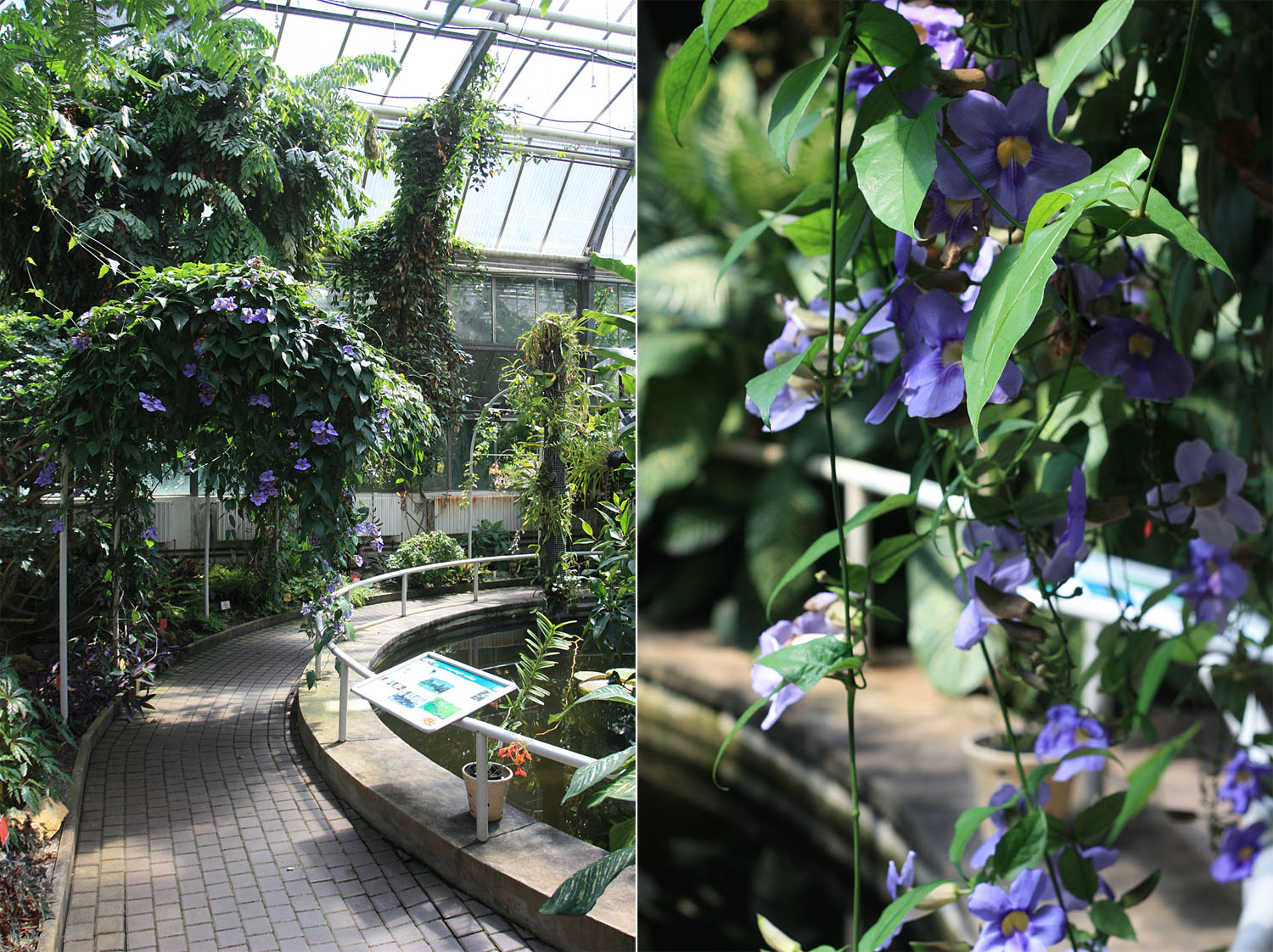 Тунбергия лавролистная (Thunbergia laurifolia) в природе встречается в Индии, а также была интродуцирована в МАлайзию, где используется как лекарственное растение. В частности, используется как жаропонижающее средство, а также как лекарство от глухоты.