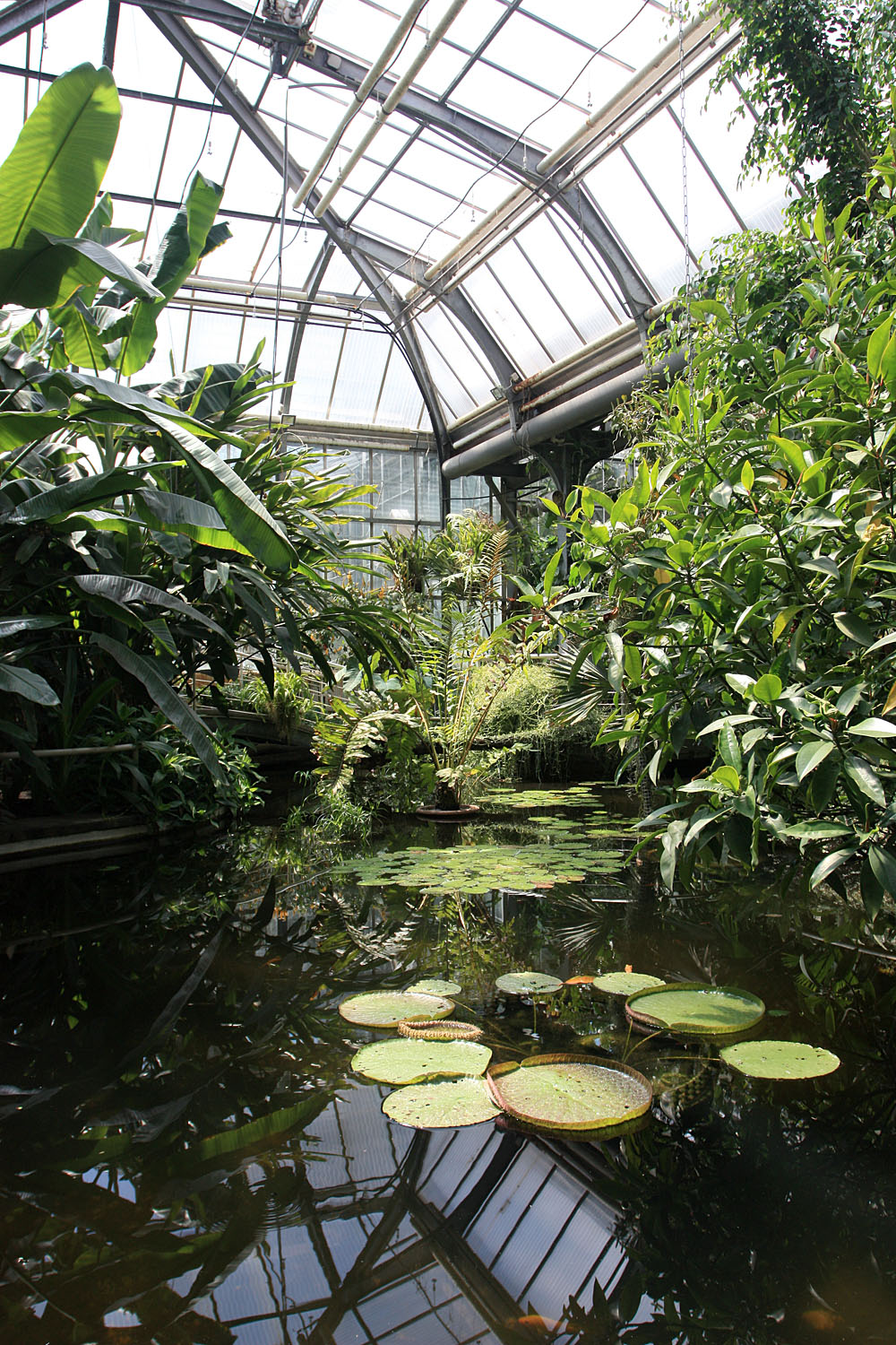 Виктория амазонская (Victoria amazonica) в тропической оранжерее. По правде говоря, чувствует она тут себя не очень. Скорее всего у гигантской кувшики закончилось питание и растение требует пересадки.