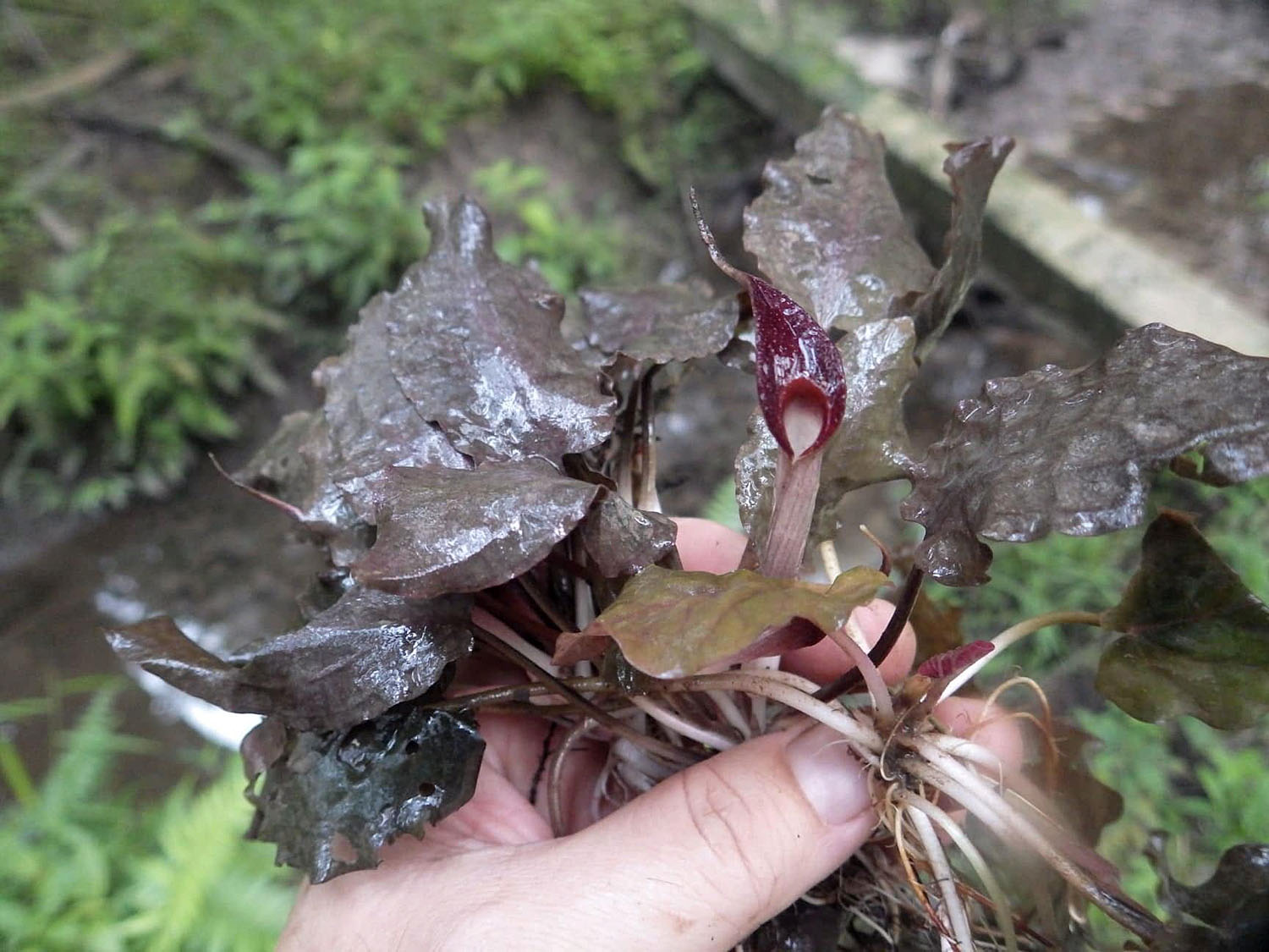 Гибридная криптокорина Cryptocoryne xzukalii nothovar. sumatraensis. С помощью анализа хромосом и искуственного скрещивания было установлено, что это гибрид криптокорин C. cordata var. diderici и C. minima, которые также обитают на Суматре.