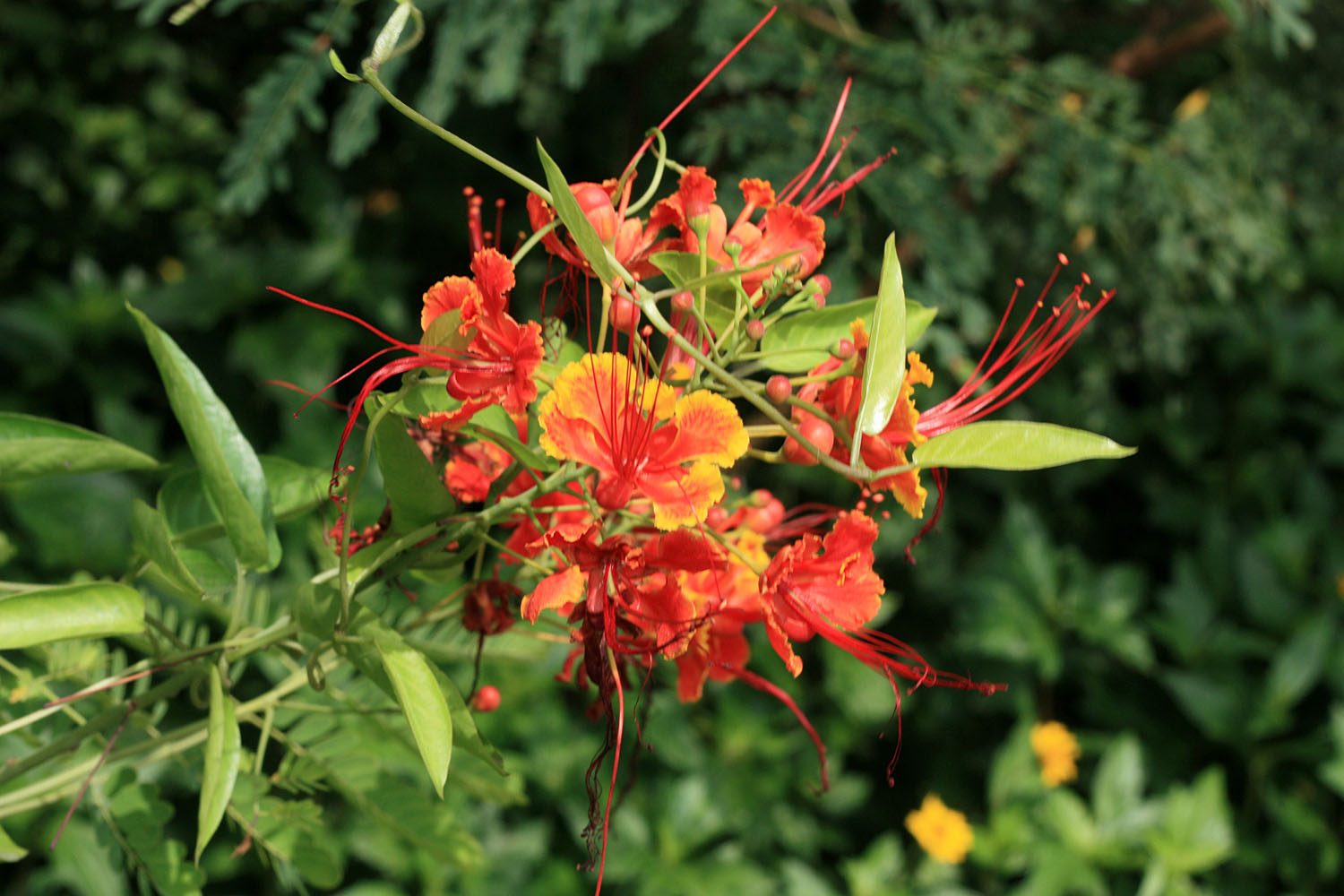 Представитель семейства Бобовые - цезальпиния прекраснейшая (Caesalpinia pulcherrima) чем то напоминает гибискусы, хотя последние и относятся к совершенно другому семейству.